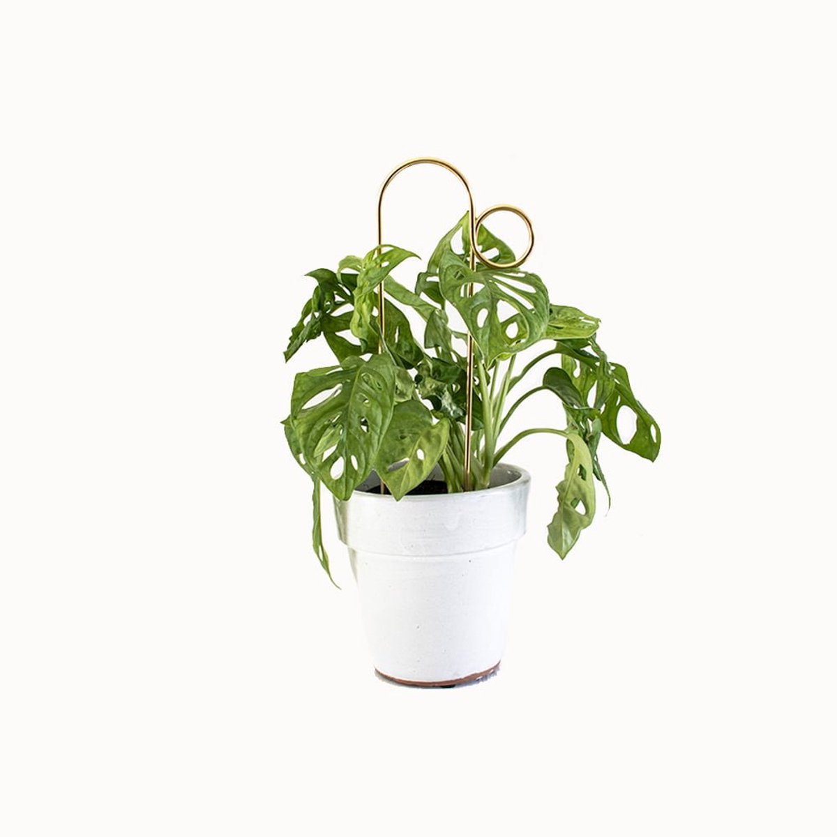 Kleine Plantensteun Goud Bump - Mini Plant Stake Bump Gold - 30 cm hoog Plantensteun - Gerecycled aluminium