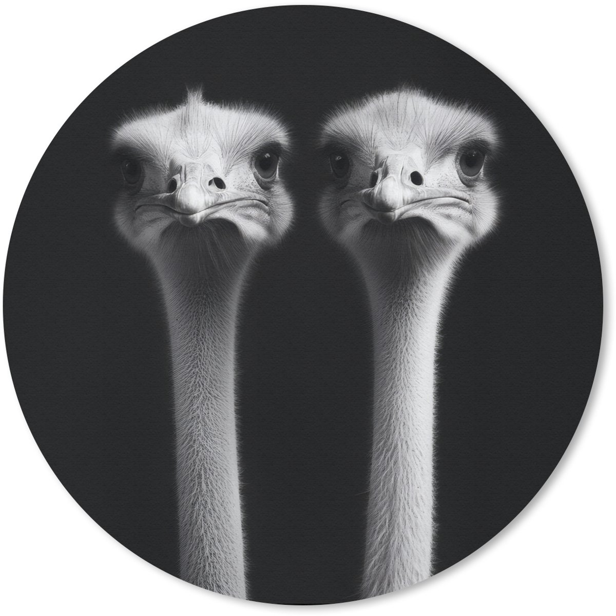 Muismat rond 20x20 cm - Mousepad Struisvogels - Halzen - Zwart - Minimalistisch - Ronde muismatten