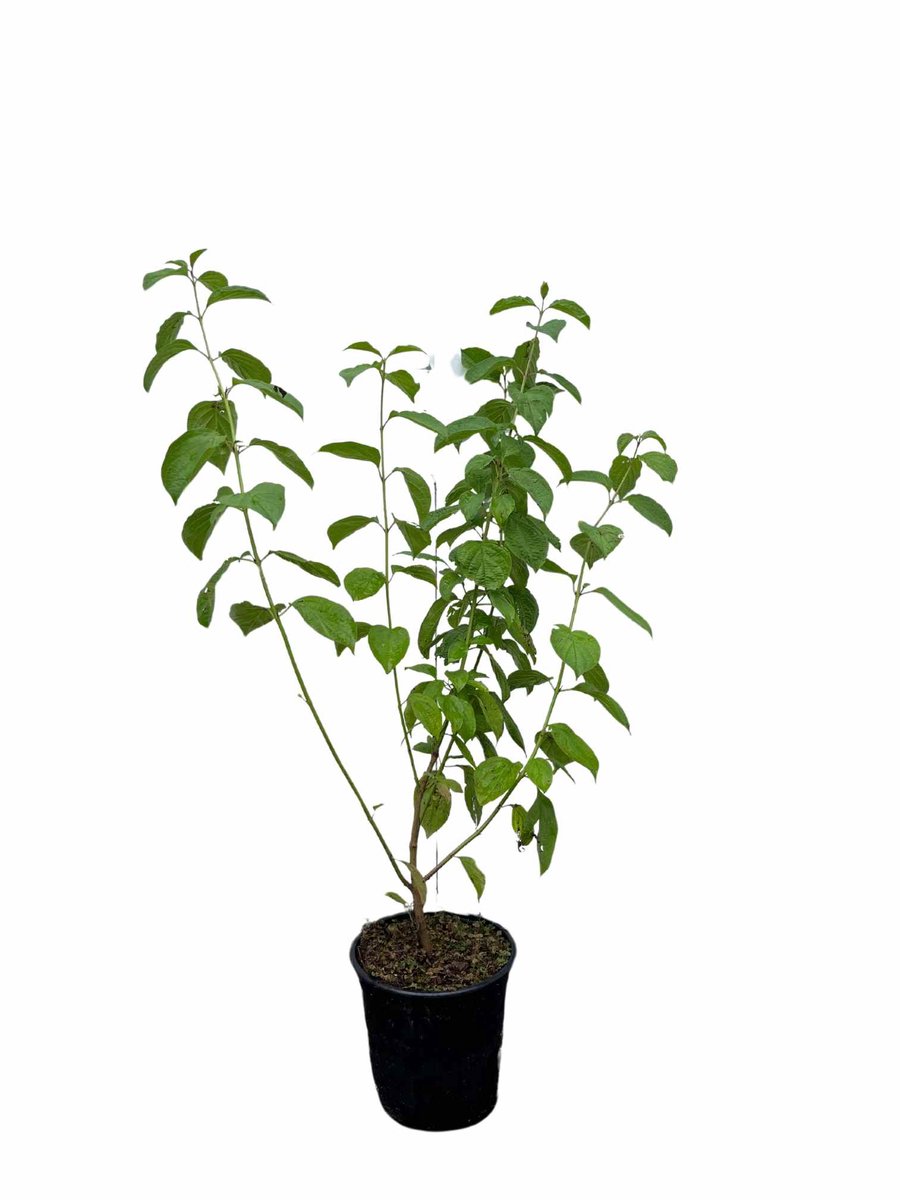 Rode kornoelje (Cornus sanguinea) 40-60 cm In pot - inheemse plant - biodiversiteit in je tuin - witte bloemen in de lente