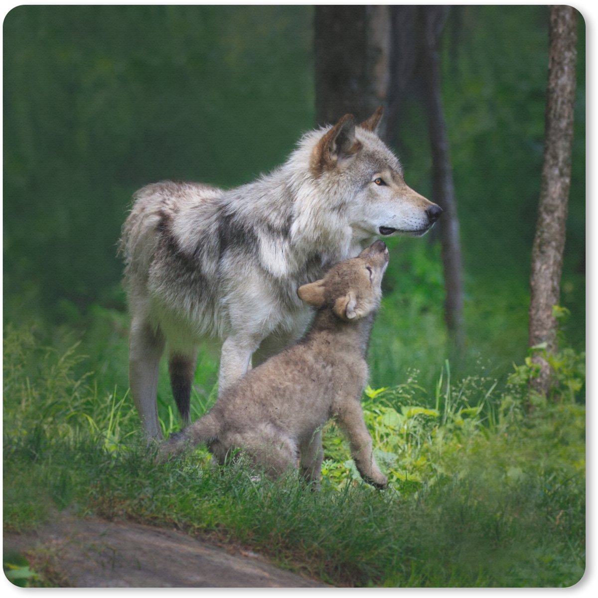 Muismat 30x30 cm - Mousepad Wolf - Baby - Bos - Muismatten
