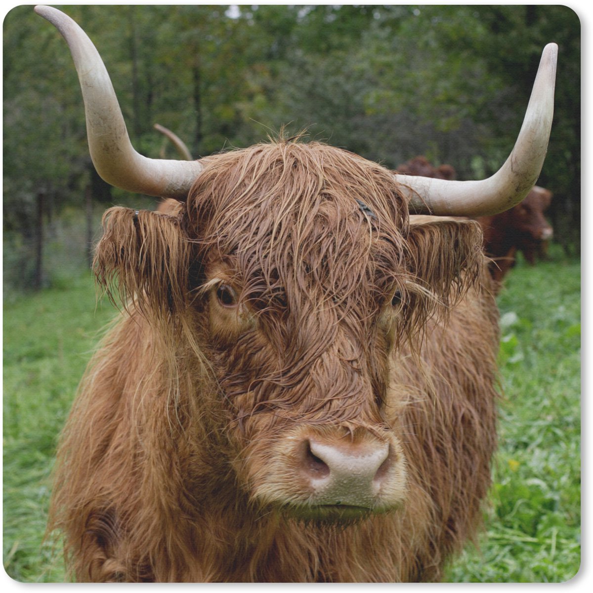 Muismat 30x30 cm - Mousepad Schotse Hooglander - Dieren - Gras - Muismatten