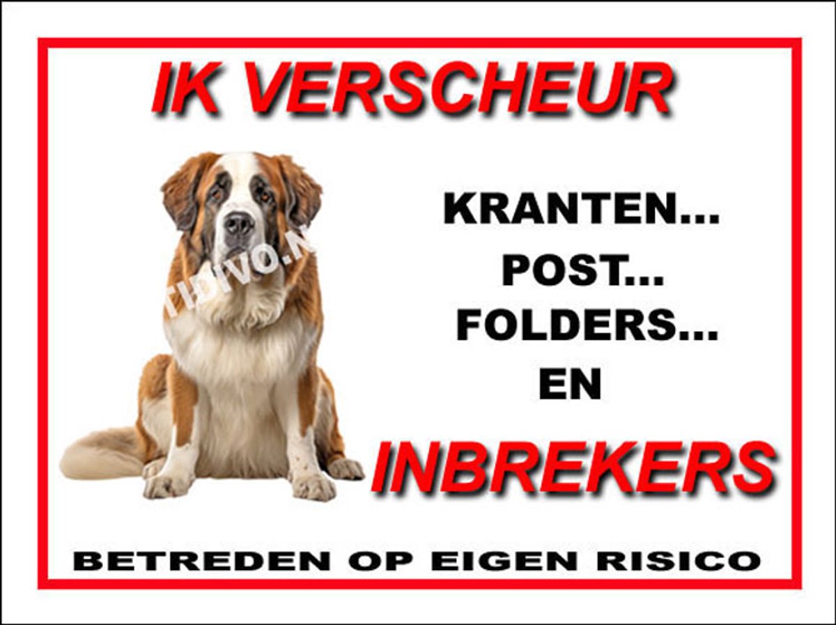 Sint Bernard 8
