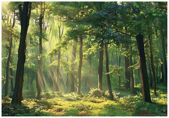 WALLARENA - Fotobehang - 250x175 cm - Fototapete met zon in het bos voor keuken, slaapkamer en woonkamer