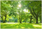 WALLARENA - Fotobehang - 250x175 cm - Fototapete van een bos met zon, bomen en natuur voor de woonkamer of slaapkamer