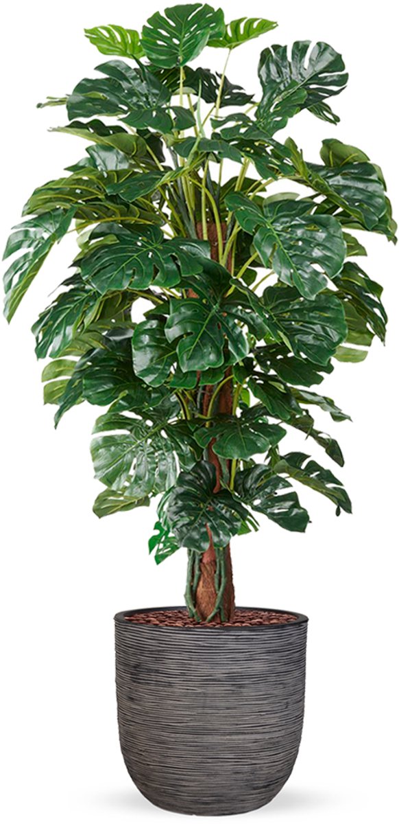 HTT Decorations Kunstplant Monstera in planter ball Rib antraciet H170 cm