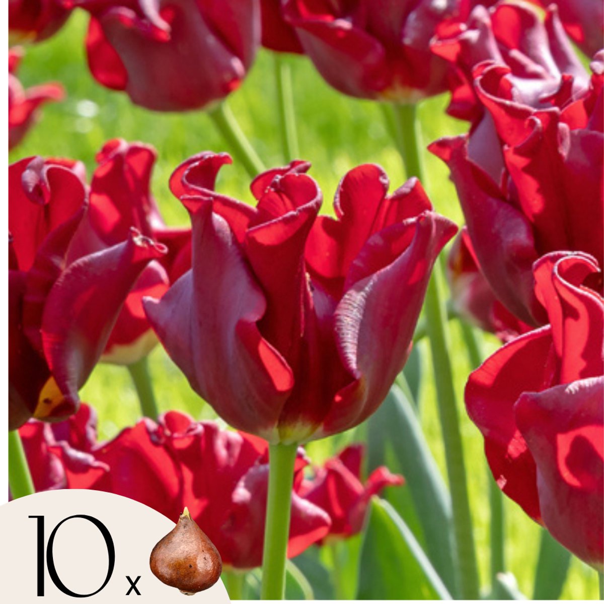Plant in a Box - Tulpenbollen 'Red Dress' - Set van 10 - Dieprood - Tulipa - Winterhard & meerjarig - Voor border, pot & balkon - Voorjaarsbloei