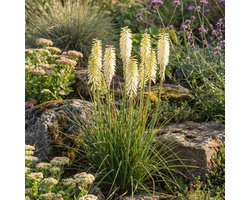 Bloomique - Set van 6 - Kniphofia Little Maid - Vuurpijl - Rijkbloeiend - Winterhard - Vaste plant - 10-20 cm hoog - Pot 9 cm