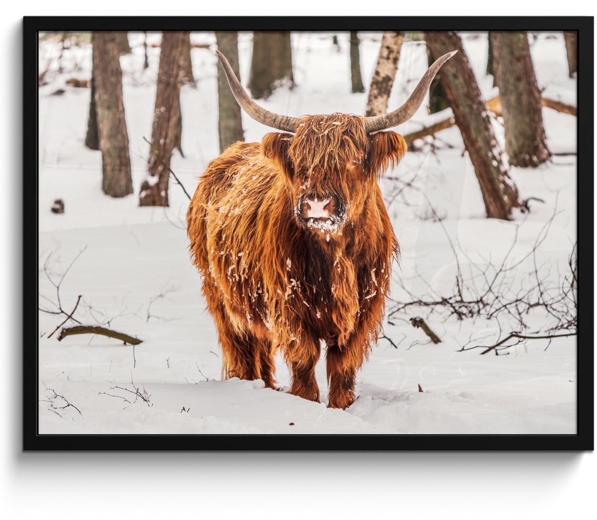 FrameYourWall Poster in lijst - Fotolijst 70x50 cm - Posters - Schotse Hooglander - Sneeuw - Winter - Natuur - Dieren - Posterlijst zwart - Decoratie - Wanddecoratie woonkamer - Muurdecoratie slaapkamer