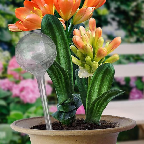 Waterbollen Kamerplanten - Zelfwatergevende Bollen - Planten Water Geven - Constante Watertoevoer - 127 cm Hoog - Helder van Merkloos	 — afbeelding 4