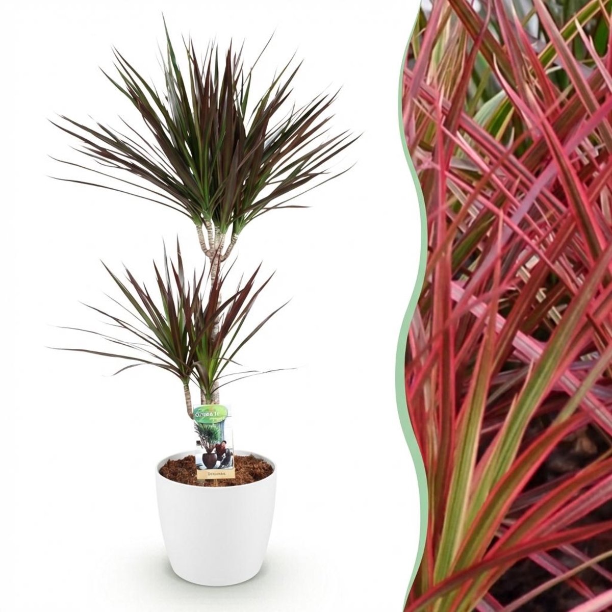 Green BoutiQ - Kamerplanten - Dracaena Magenta - Drakenbloedboom - Weinig Onderhoud - Groen - 1 Plant - Met Potter Wit - Pot 21cm - Hoogte 90-100cm