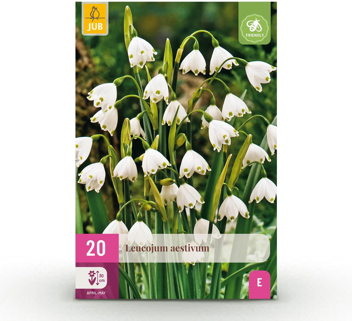 Green boutiQ - 20x Leucojum Aestivum - Zomersneeklokje - Wit - Voorjaarsbloeier - Bolmaat 8/9