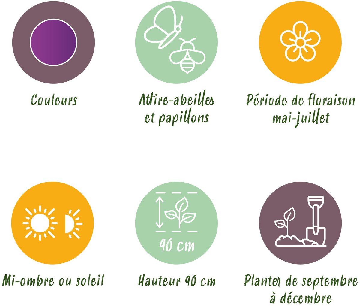 Green boutiQ - 40x Allium Purple Rain - Sieruit - Paars - Zomerbloeier - Bolmaat 10/12