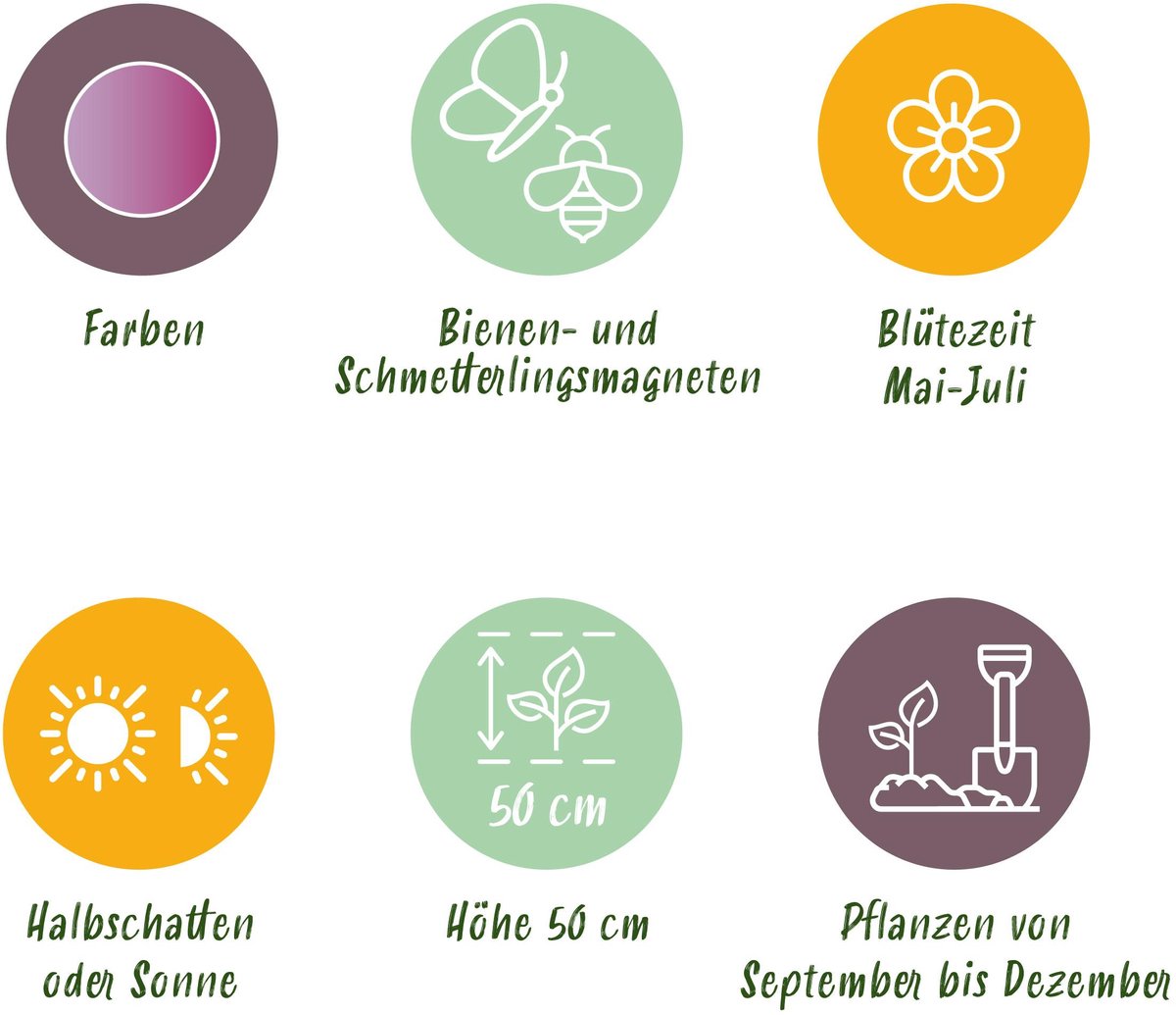 Green boutiQ - 15x Allium Christophii - Sterrenlook - Paars - Zomerbloeier - Bolmaat 10/12