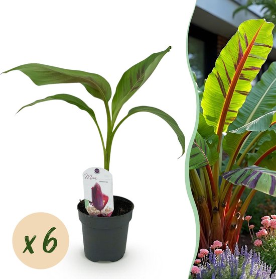 Green boutiQ - Fruitplant - Bananen plant - Musa sikkemensis Red Tiger - Winterhard -...