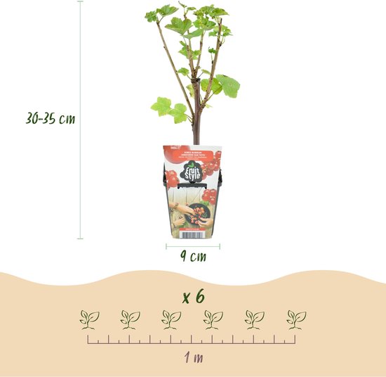 Een jonge plant van 30-35 cm hoog in een pot van 9 cm breed, met groene bladeren en takken.