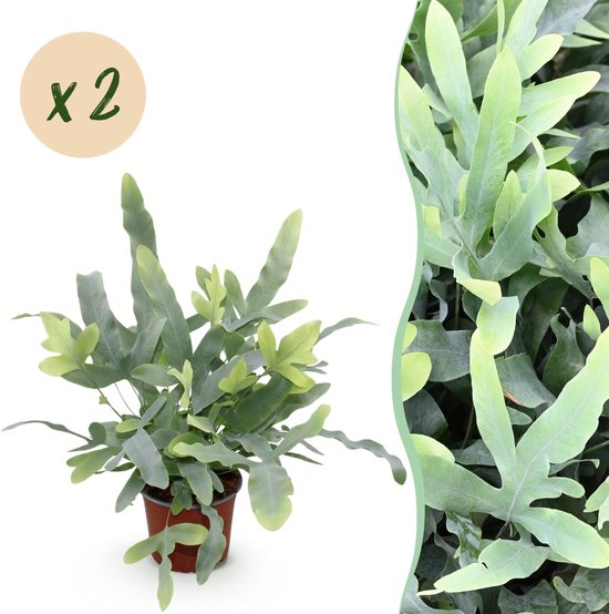 Green boutiQ - Kamerplant - Phlebodium aureum Blue Star - Blauwe Varen -...