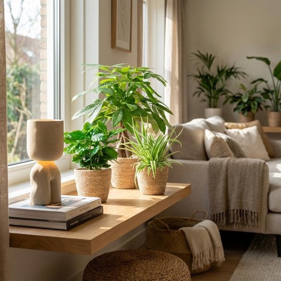 Green boutiQ - Mix van 3 Makkelijke Kamerplanten - Pachira Aquatica, Coffea Arabica, Chlorophytum - Groen - Weinig onderhoud - 3 Planten - met Mand - Pot 12 - 14cm - Hoogte 25 - 45cm