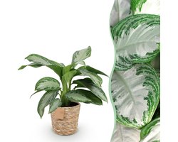 Green BoutiQ - Kamerplanten - Aglaonema Silver Bay - Zilverblad - Weinig onderhoud - met mand - Groen - 1 Plant - Pot 17cm - Hoogte 70-75cm