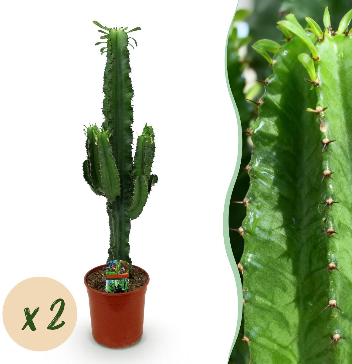 Green boutiQ - Kamerplant - Euphorbia eritrea - Afrikaanse melkboom - Weinig onderhoud - Groen - 2 - Pot 19cm - Hoogte 70cm