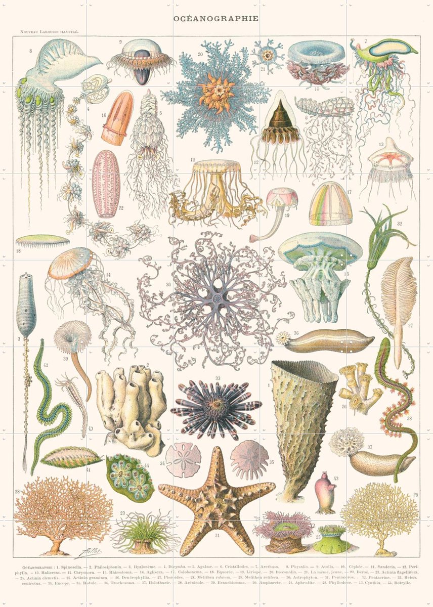IXXI Oceanographie, Aster Edition - 100 x 140 cm - Gratis ophangtool - Grote wanddecoratie en posters - Vintage, Naturalisme, Illustraties, Woonkamer
