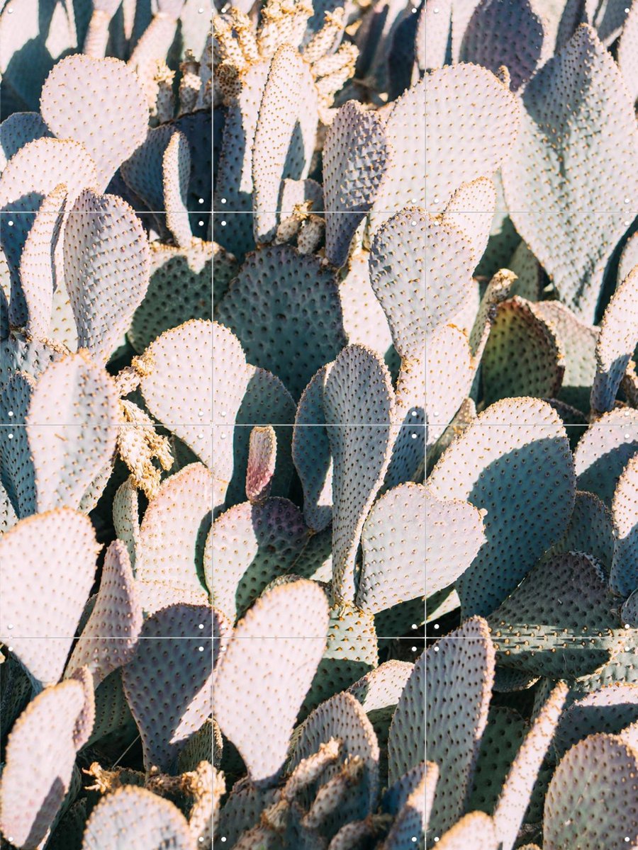 IXXI Blue Cacti Garden, Pati Photography - 60 x 80 cm - Gratis ophangtool - Grote wanddecoratie en posters - Fotografie, Woonkamer, Slaapkamer
