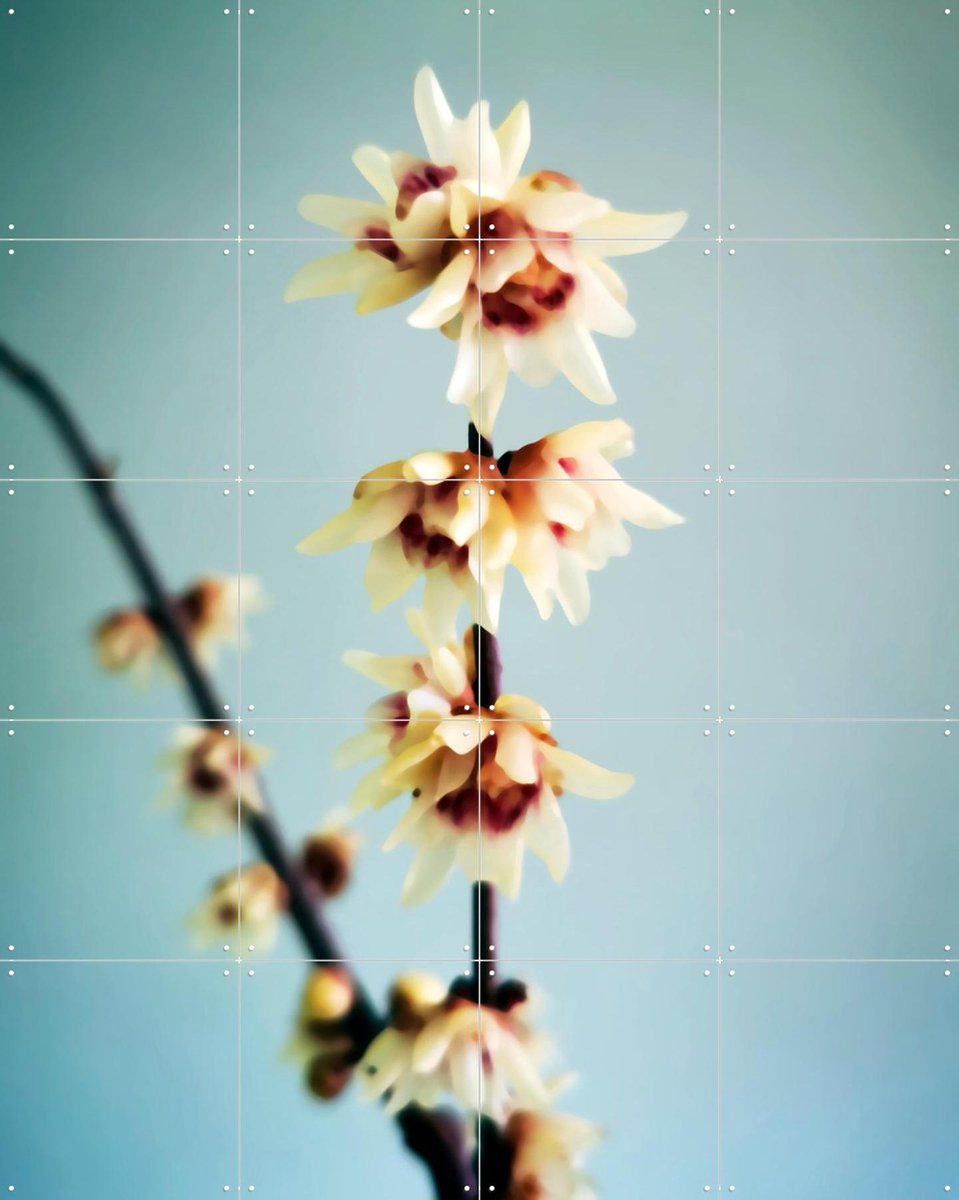 IXXI Simple, Angelo Cerantola - 80 x 100 cm - Gratis ophangtool - Grote wanddecoratie en posters - Fotografie, Woonkamer, Slaapkamer, Bloemen, Zomer