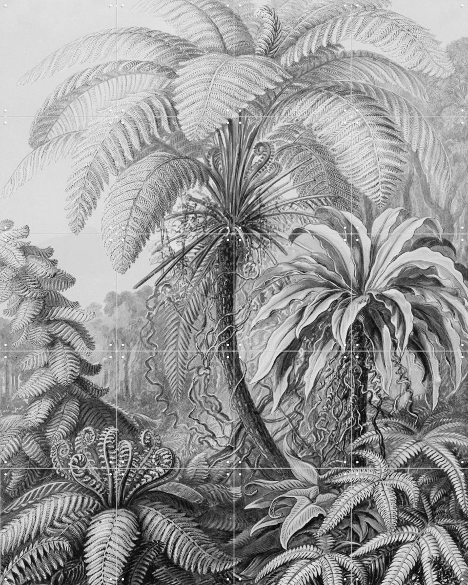 IXXI Ferns, Ernst Haeckel & Victoria and Albert Museum - 80 x 100 cm - Gratis ophangtool - Grote wanddecoratie en posters - Naturalisme, Klassiek