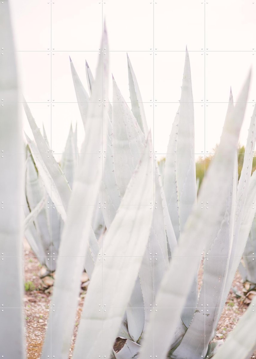 IXXI Bright Agave Plants, Pati Photography - 100 x 140 cm - Gratis ophangtool - Grote wanddecoratie en posters - Fotografie, Planten, Botanisch