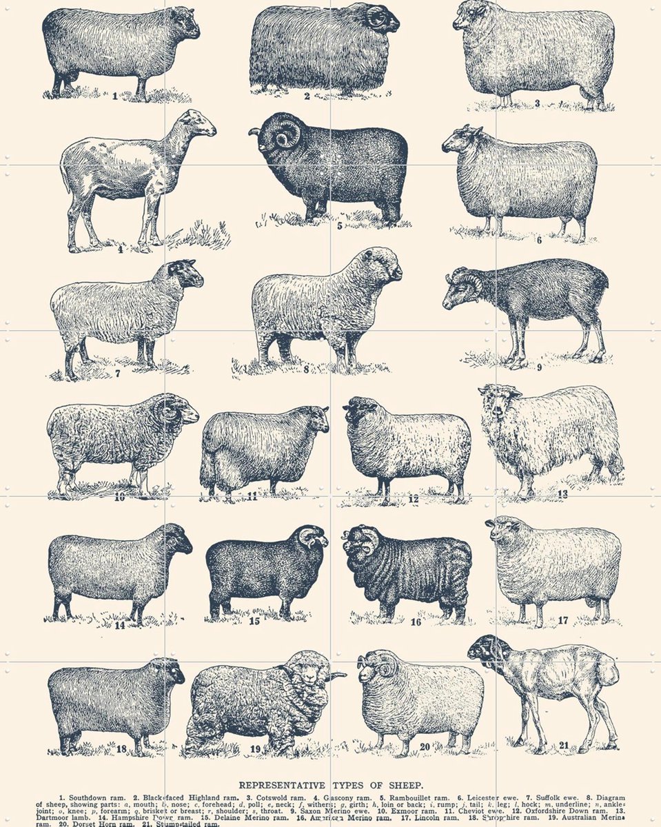 IXXI Representative Types of Sheep, Aster Edition - 80 x 100 cm - Gratis ophangtool - Grote wanddecoratie en posters - Illustraties,