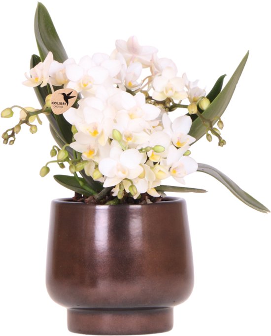Kolibri Orchids | Scandic Copper pot Ø9cm met witte Nazaré orchidee – vers van de kweker