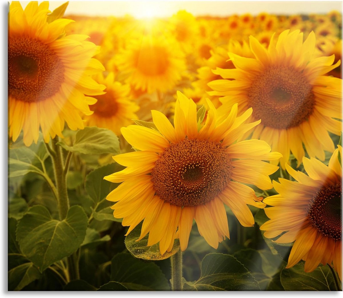 Universele Fornuis Afdekplaat van Glas met Zonnebloemen Motief Spatbescherming