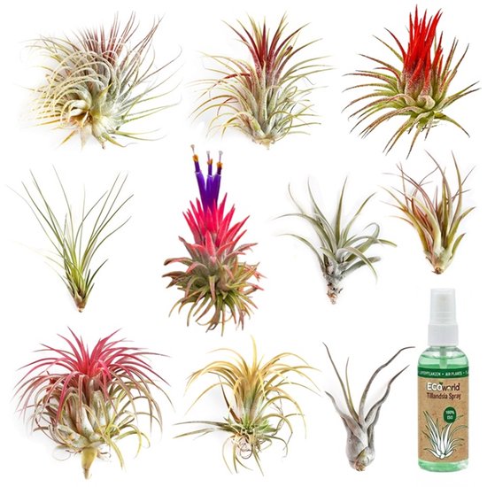 Ecoworld Tillandsia Luchtplantjes Mix - 10 stuks + Tillandsia voeding spray