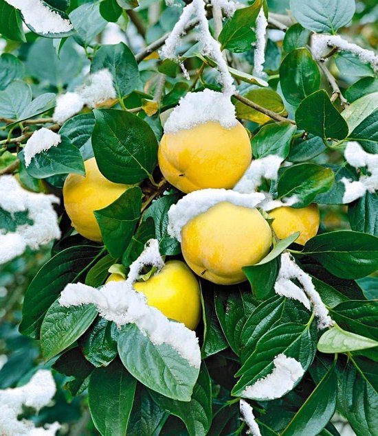 Winterharde Kaki - Sharonfruit Boom - Exotisch Fruit - Compact & Zelfbestuivend - 2L Pot 60CM — afbeelding 2