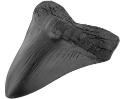 Versteende Haaietand - Megalodon Tand - Uniek Decoratie Object - Echt Natuurlijk Fossiel - 14 x 11.6 cm - Zwart