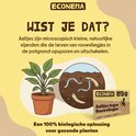 Illustratie van een plant met rouwvliegjes en larven in de grond. Econema aaltjes tegen rouwvliegjes: een 100% biologische oplossing.