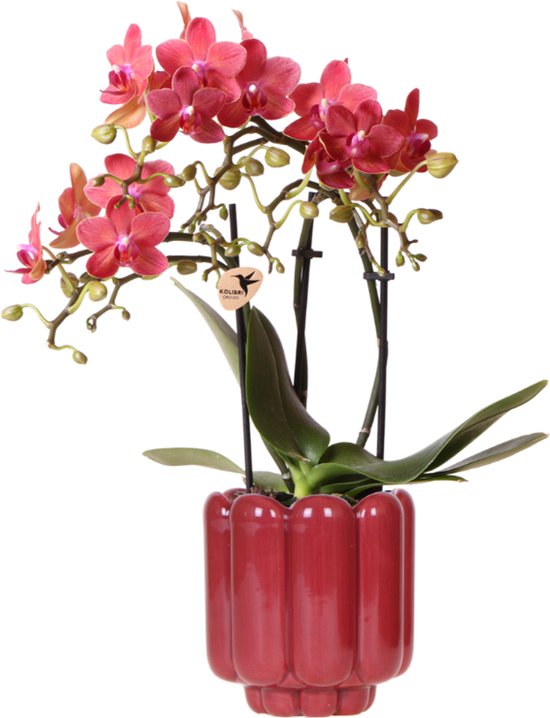 Kolibri Orchids | Rode Congo orchidee + Retro rood sierpot – potmaat Ø9cm | bloeiende kamerplant – vers van de kweker