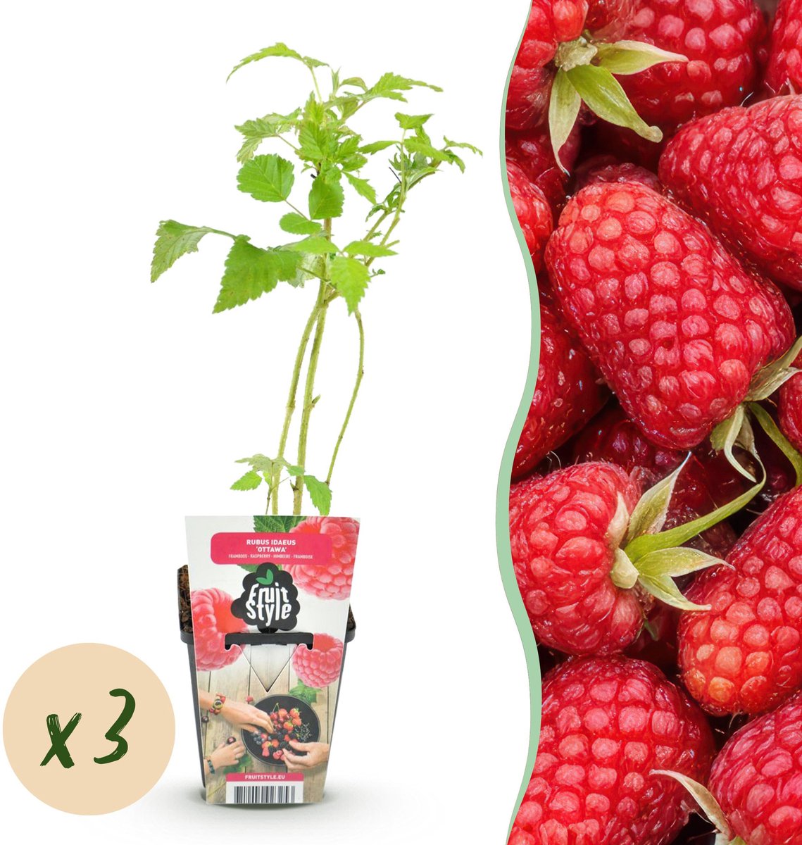 Plantenboetiek.nl | Framboos - Rubus idaeus Heritage - Winterhard - 3 Planten - Ø9cm - 15-25cm hoog - Tuinplant