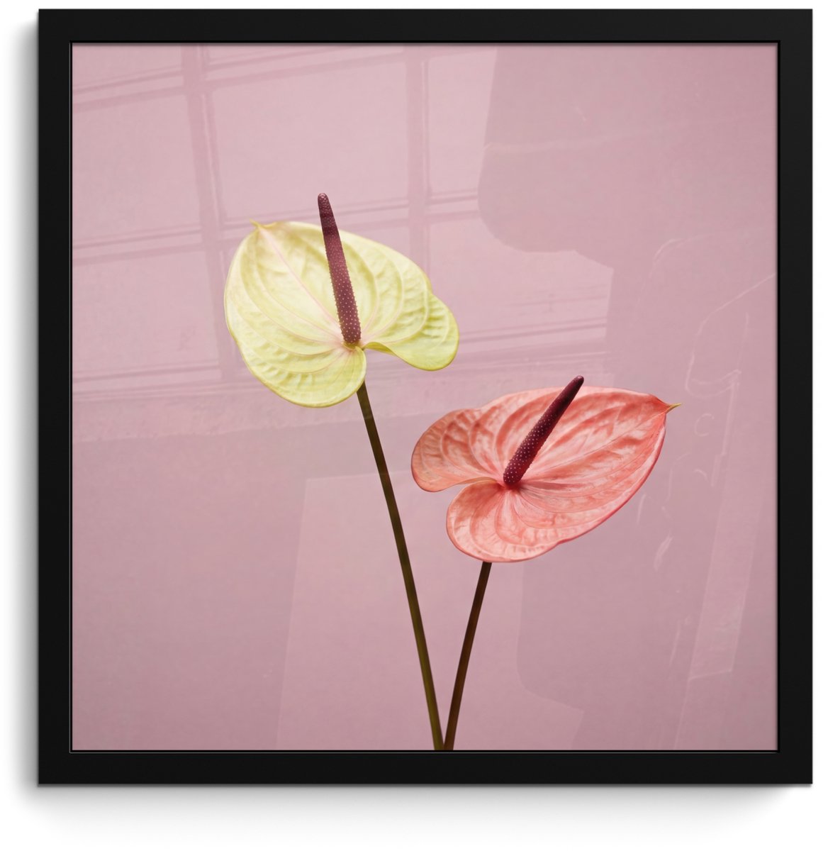 FrameYourWall Poster in lijst - Fotolijst 40x40 cm - Posters - Bloemen - Anthuriums - Geel - Roze - Posterlijst zwart - Decoratie - Wanddecoratie woonkamer - Muurdecoratie slaapkamer