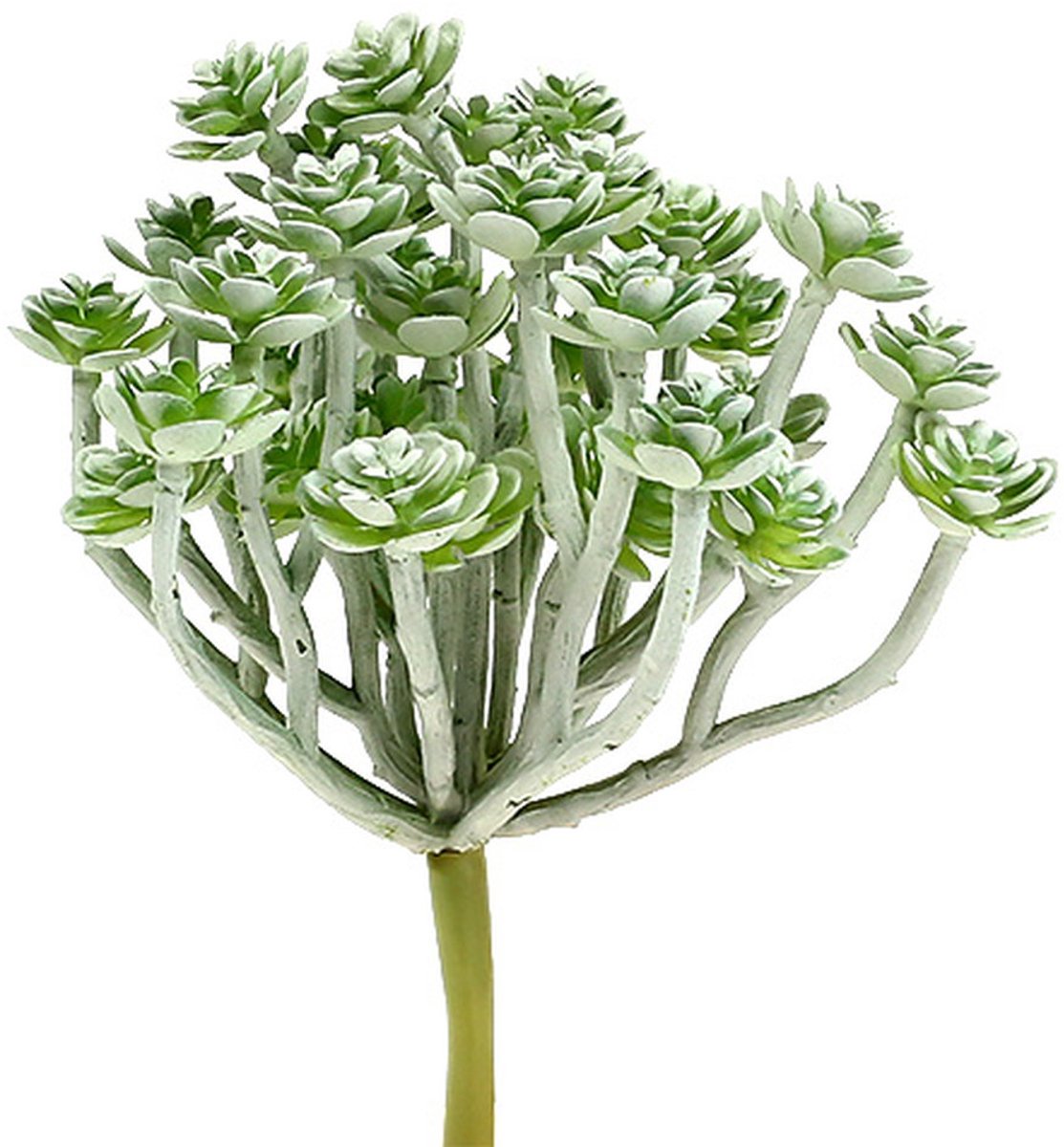 Viana Vetplant Echeveria 17cm Grijs 3 st, 3 Stück
