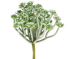 Vetplant Echeveria 17cm Grijs 3 st, 3 Stück