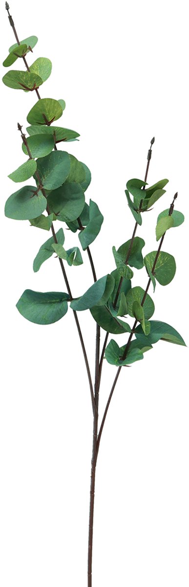 Eucalyptustak kunst eucalyptus groen 64cm