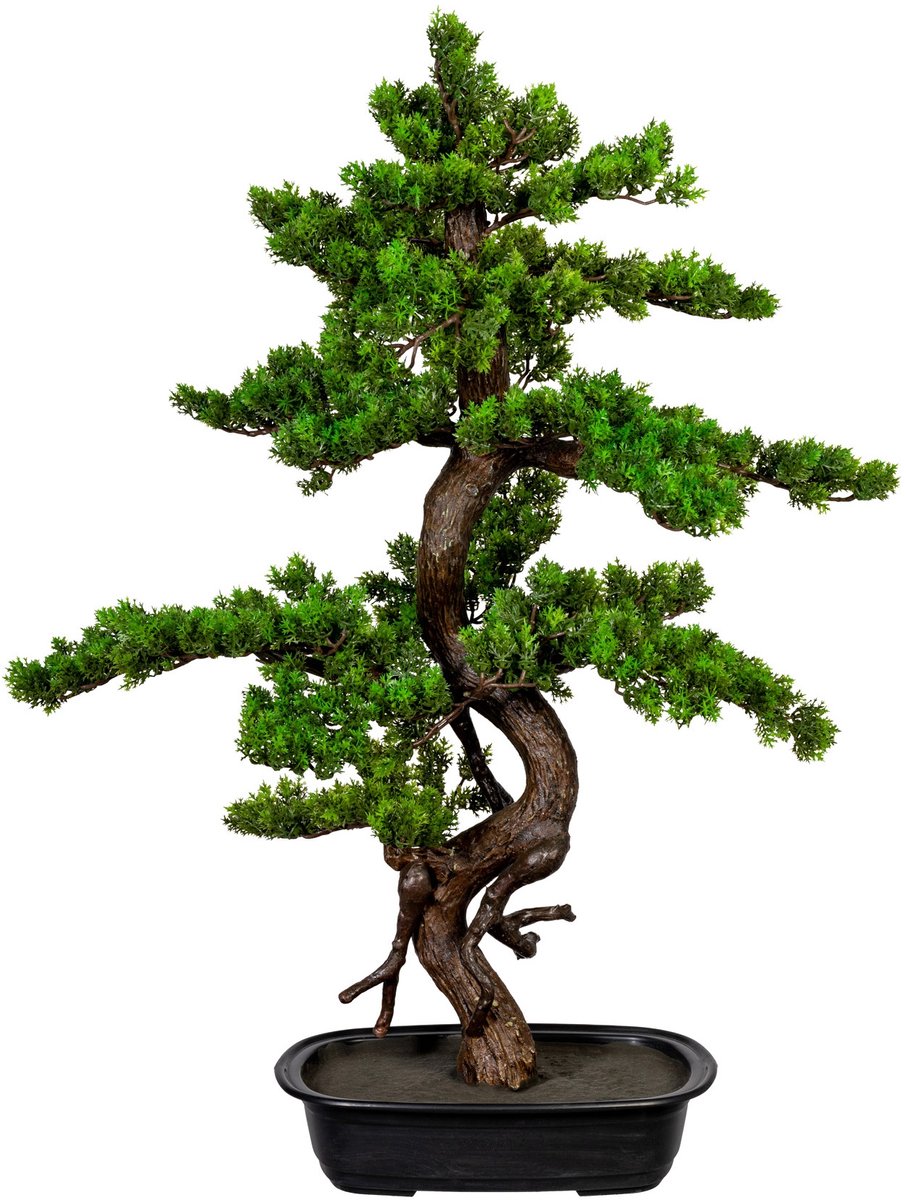 Kopu Myrtle Bonsai - Circa 85 X 55 cm - In Een Zwarte Plastic Pot Groen