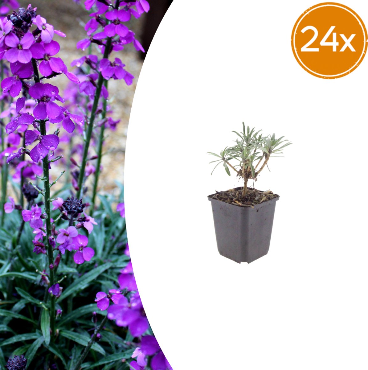 Tuinplantenshop.com | Erysimum 'Bowles' Mauve' | 24 stuks - Ø9cm - 10-25cm hoog - Tuinplant