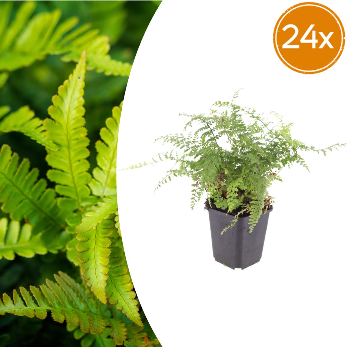 Tuinplantenshop.com | Polystichum set. 'Herrenhausen' | 24 stuks - Ø9cm - 10-25cm hoog - Tuinplant