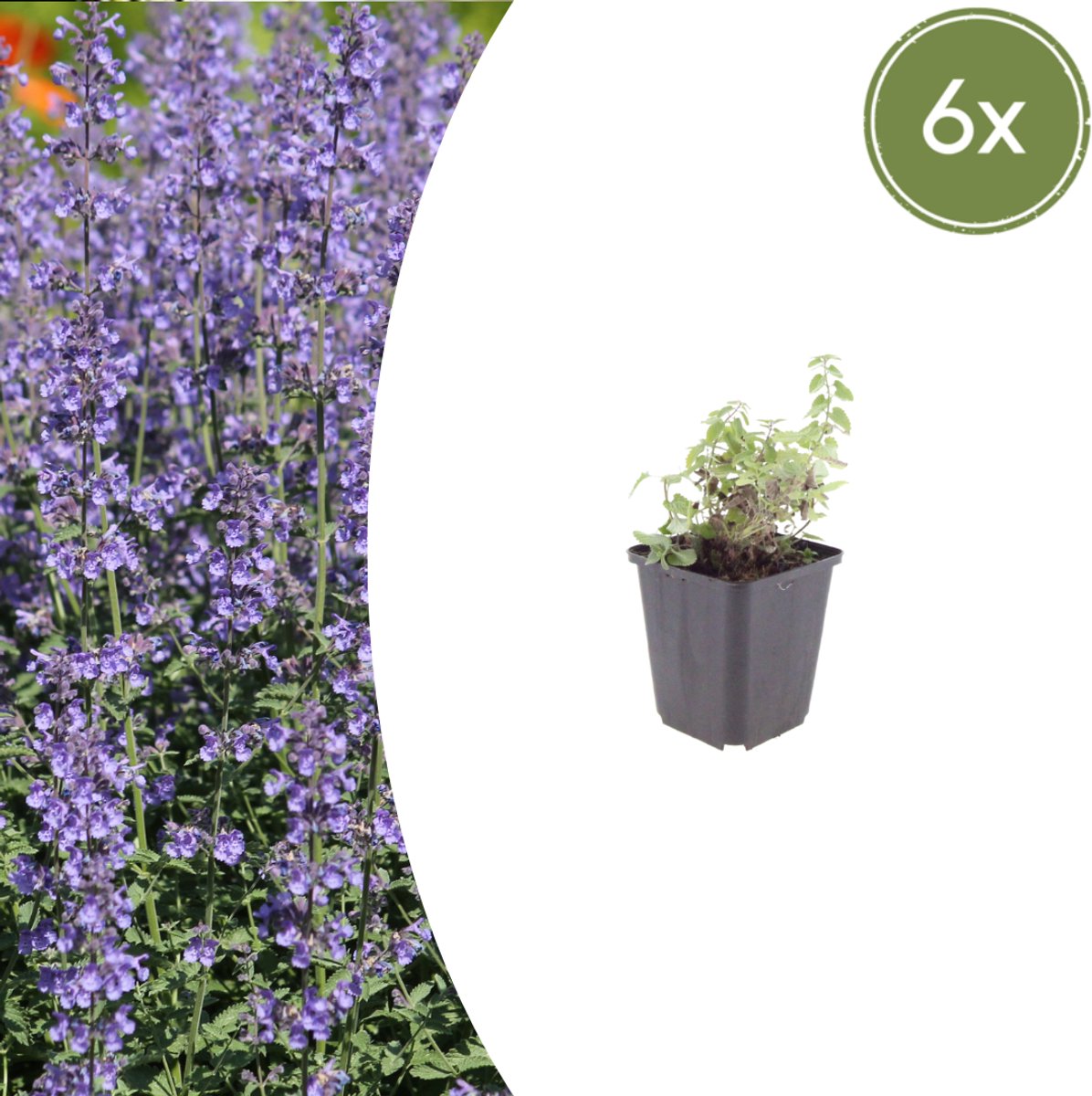 Tuinplantenshop.com | Nepeta 'Grol' | 6 stuks - Ø9cm - 10-25cm hoog - Tuinplant