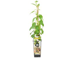 Bloomique - Actinidia Arguta Issai - Kiwibes - Fruitplanten - Tuinplanten - Winterhard - Hoogte 50-70 cm - Pot 15 cm