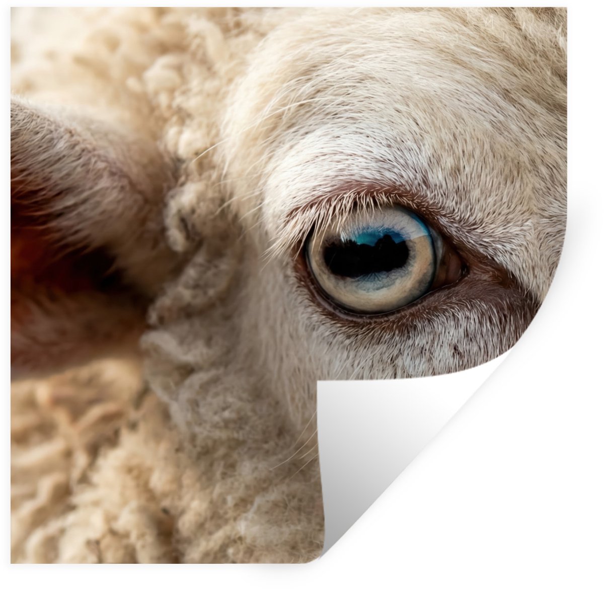 Muurstickers - Sticker Folie - Schaap - Oog - Wit - 50x50 cm - Plakfolie - Muurstickers Ki