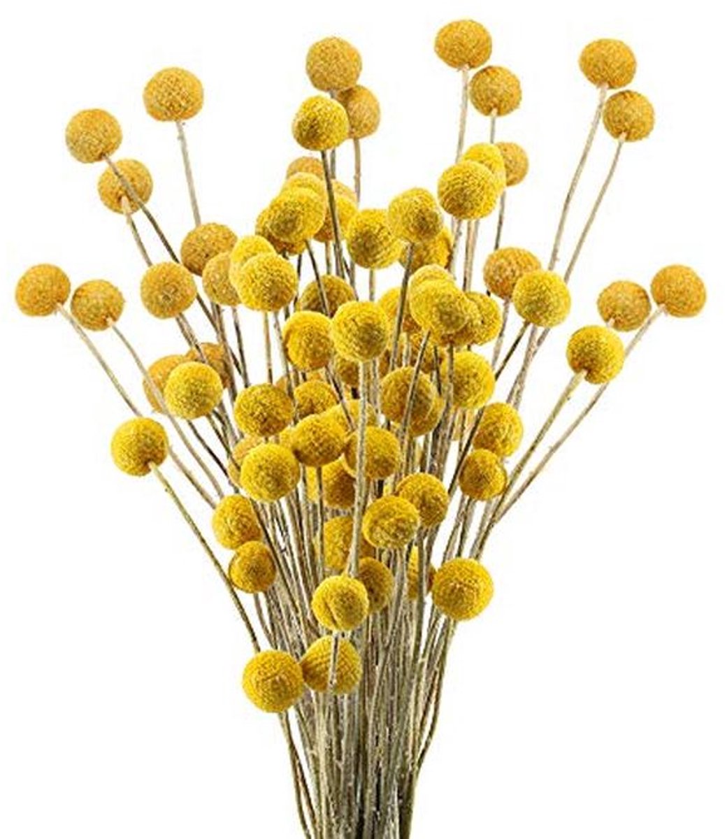 Gedroogde Craspedia Bloemen - 30 Stelen Geel - Billy Buttons - Bruiloft Decoratie