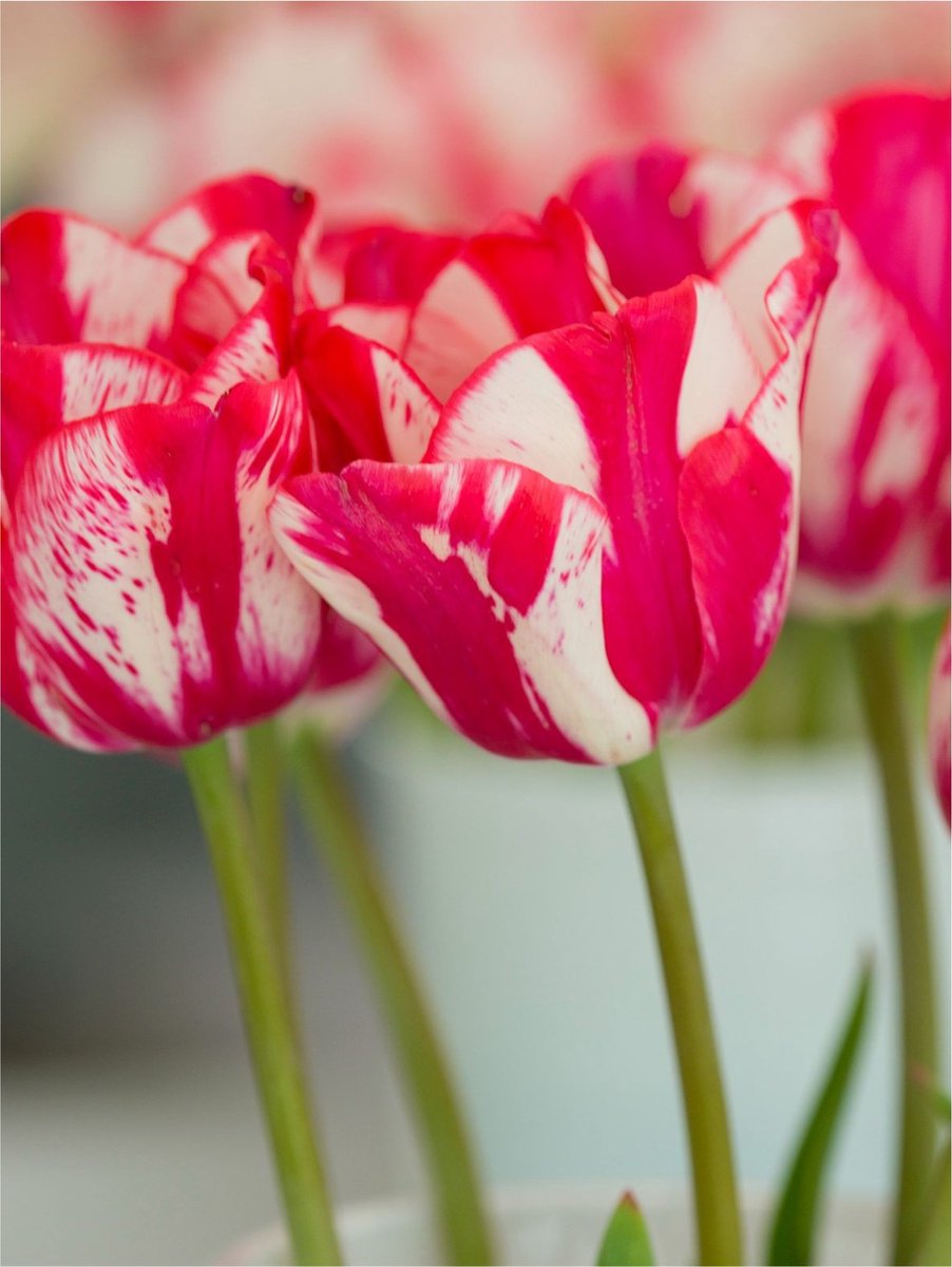 8x Tulpen 'Lady waldorf astoria' - BULBi® Bloembollen met bloeigarantie