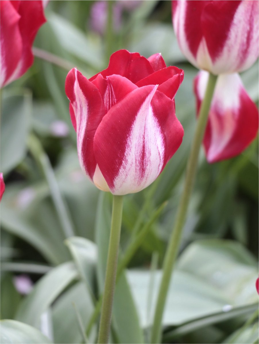 15x Tulpen 'Kissable' - BULBi® Bloembollen met bloeigarantie